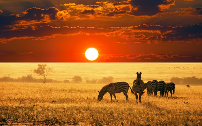 Zebras Grazing at Sunset on the Savannah