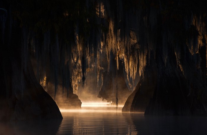 Misty swamp with Spanish moss at sunrise