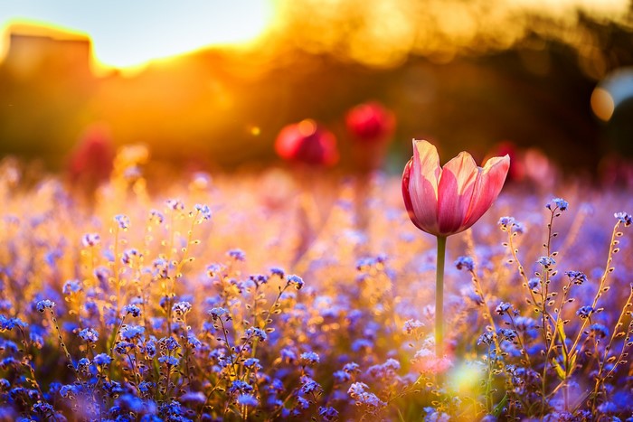 Sunset Glow Over Vibrant Wildflower Field