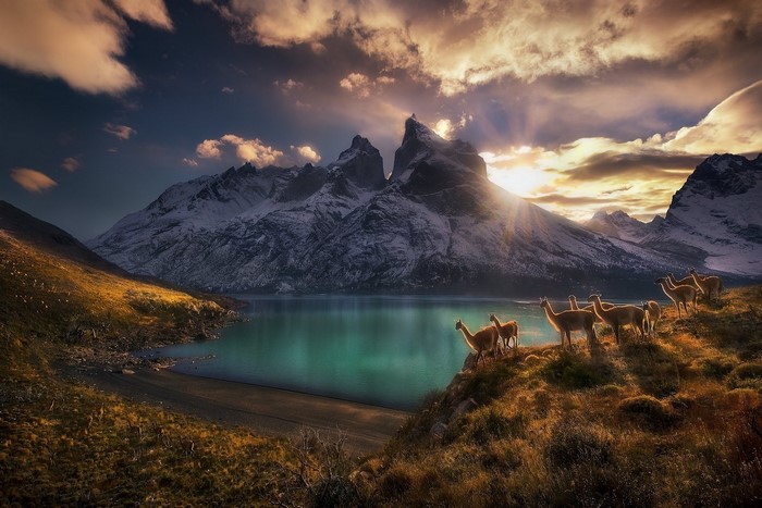 Sunset over Torres del Paine Lake with Guanacos