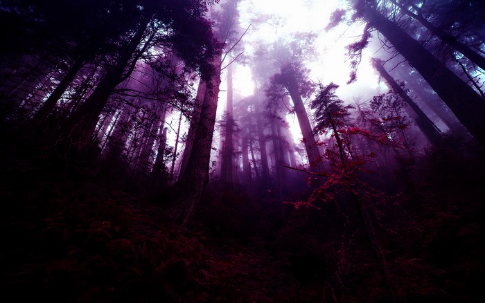 Purple misty forest with tall trees