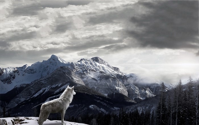 White wolf on a snowy mountain overlooking a valley