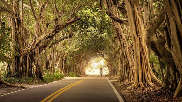 Road tunnel formed by trees with a cyclist