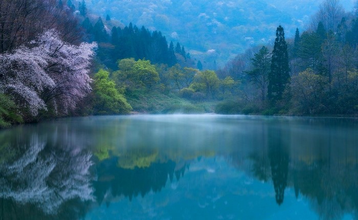 Misty Lake with Cherry Blossoms and Forest in South Korea