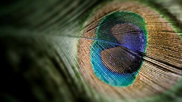 Close-up of a peacock feather pattern