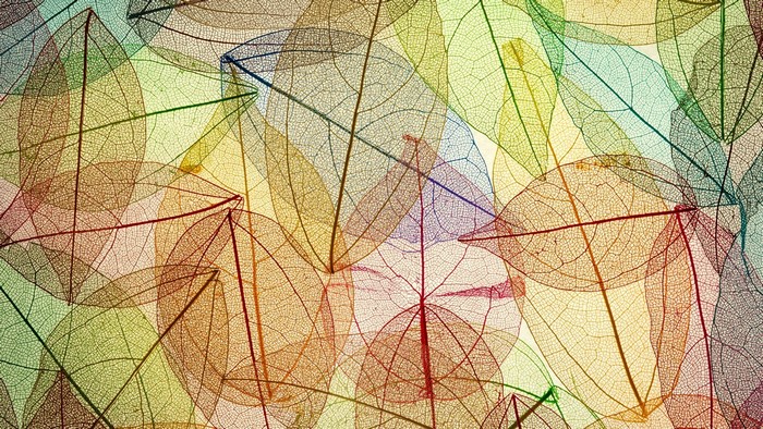 Colorful skeleton leaves pattern