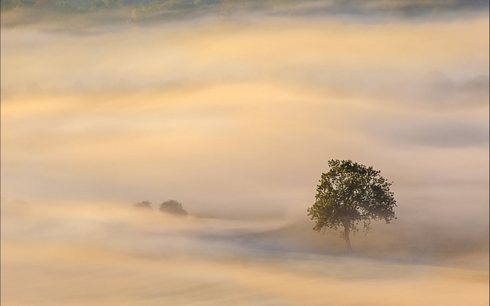 Tree in fog during sunrise