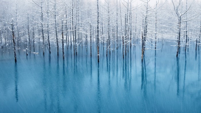 Blue pond with snow-covered trees in winter