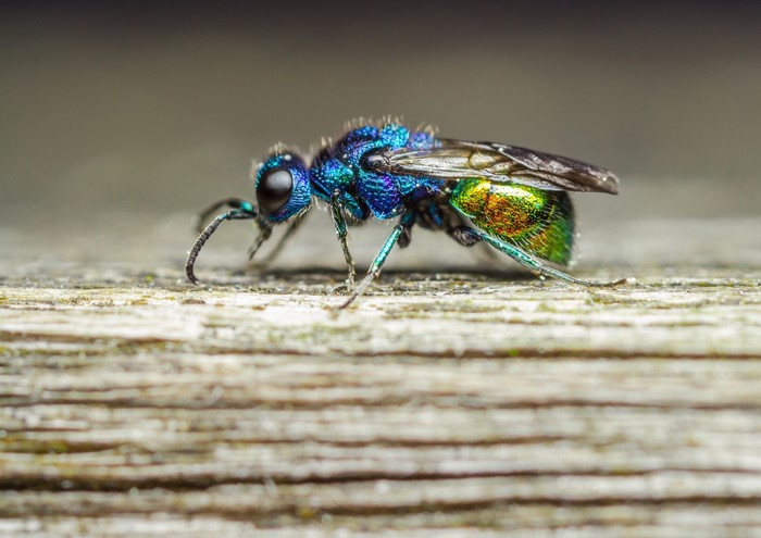 Macro photography of a colorful metallic cuckoo wasp on wood