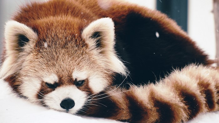 Red Panda Resting in Snow