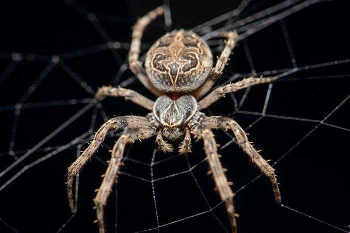 Close-up of Brown Spider on Web at Night