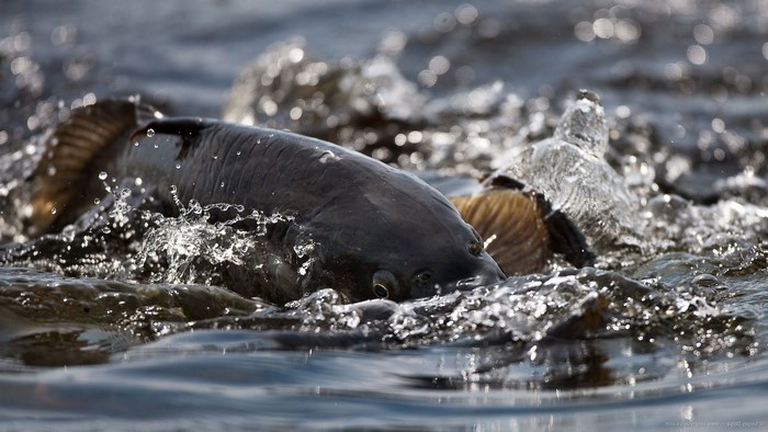 Carp splashing in dark water