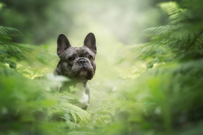 French Bulldog peeking through ferns