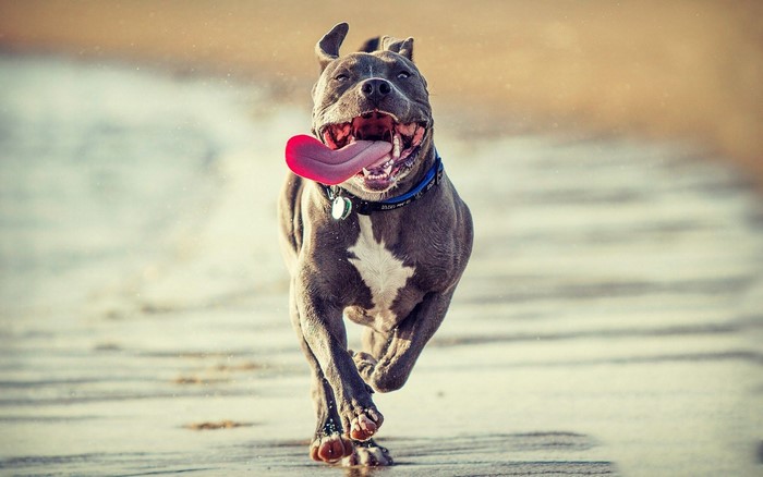 Pit bull dog running on a beach