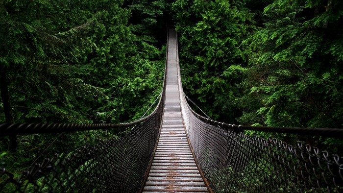 Suspension bridge through a dense green forest