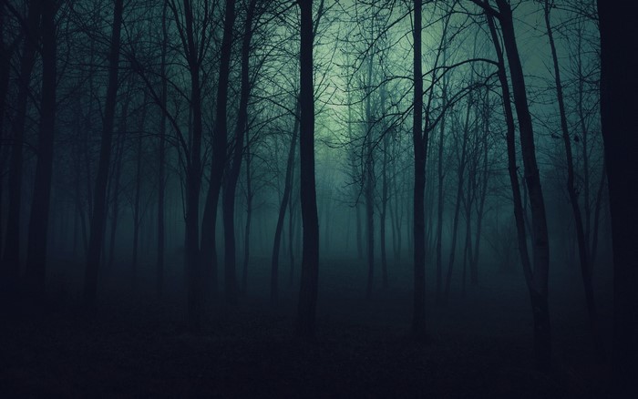 Dark forest with fog