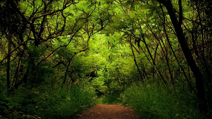 A dirt path leads through a dense green forest.