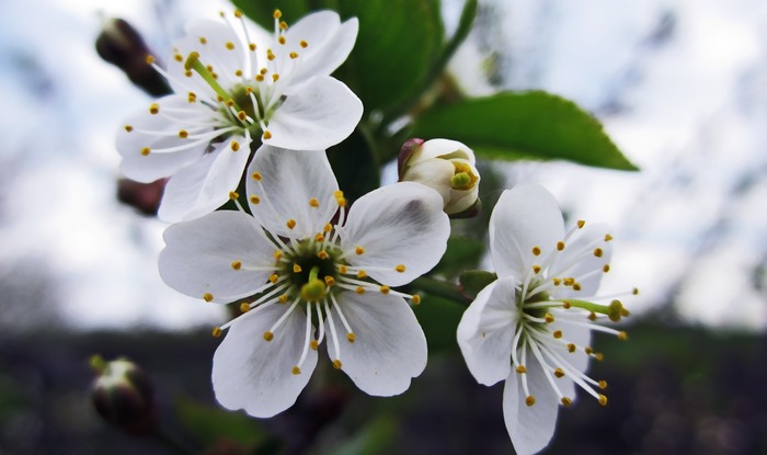 Macro photography of white cherry blossoms
