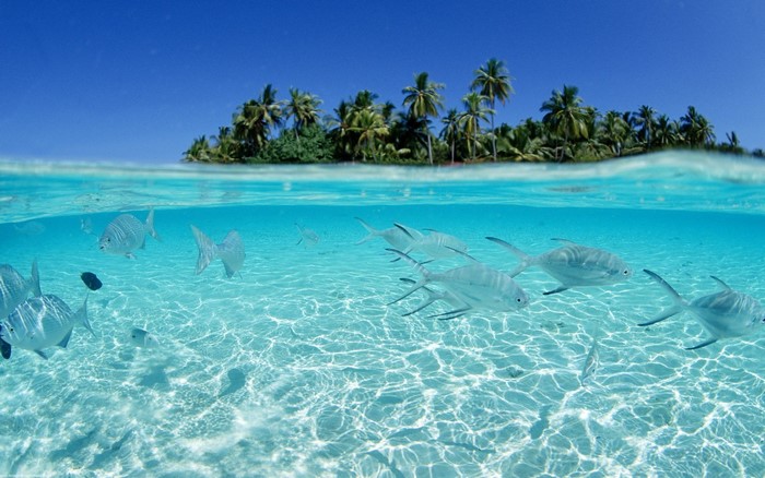 Underwater island split view with fish