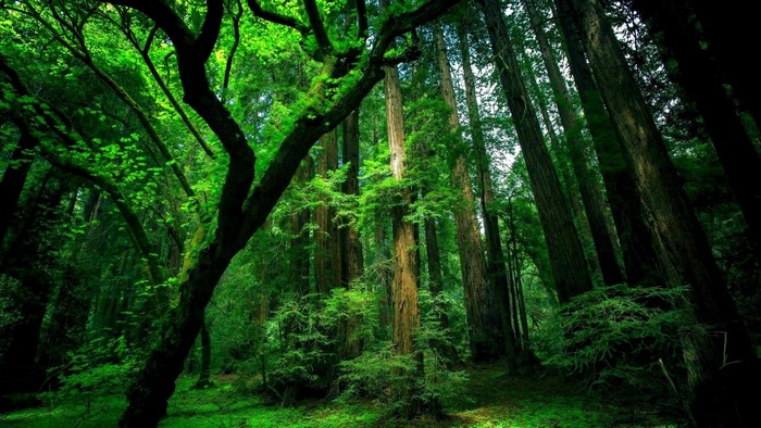Green forest with tall trees and sunlight