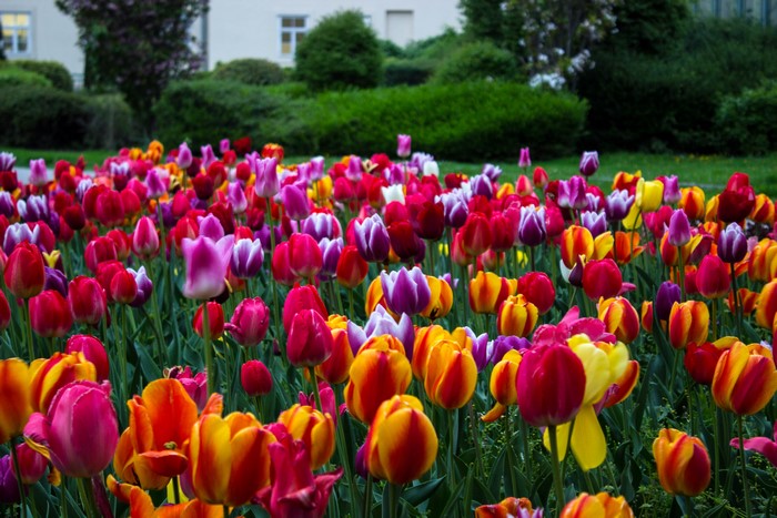 Field of colorful tulips in bloom