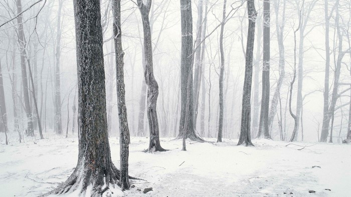 Winter forest with snow and fog