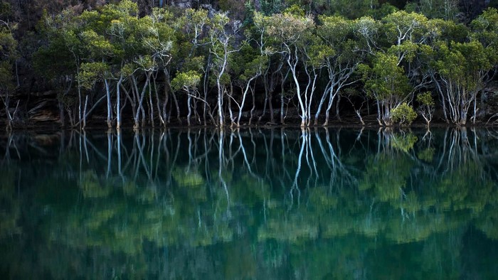 Trees reflected in water at Garigal National Park