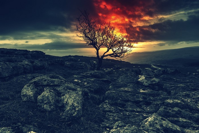Lone tree on rocky terrain under dramatic sunset sky
