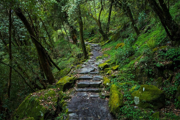 Stone path through a dense green forest