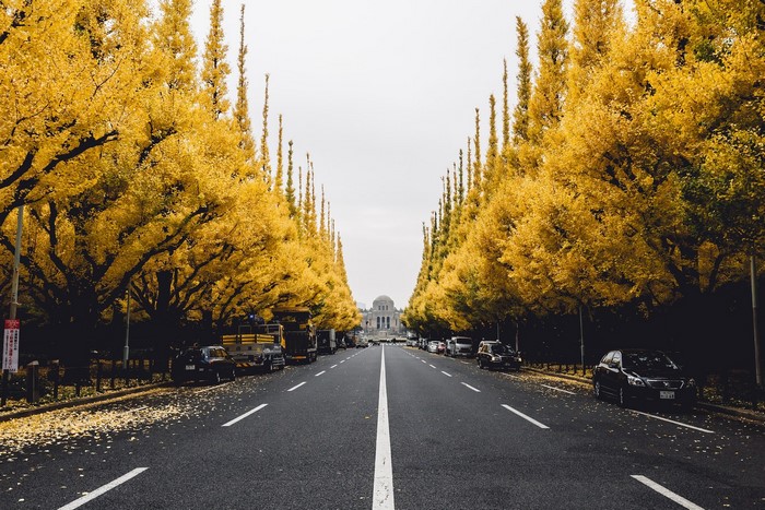 Street lined with yellow ginkgo trees and a building