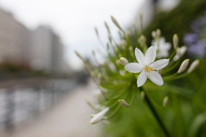 White flower with buds and blurred background