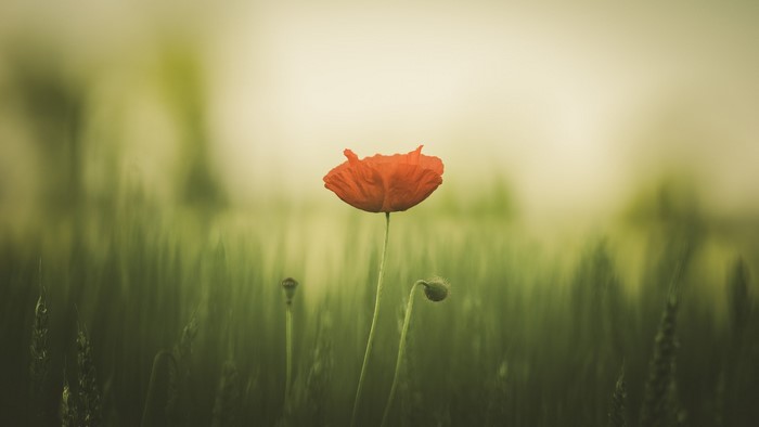 Red poppy flower in a field