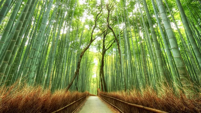 Bamboo forest path in Kyoto, Japan