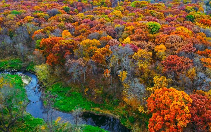 Aerial view of a forest in autumn with a creek