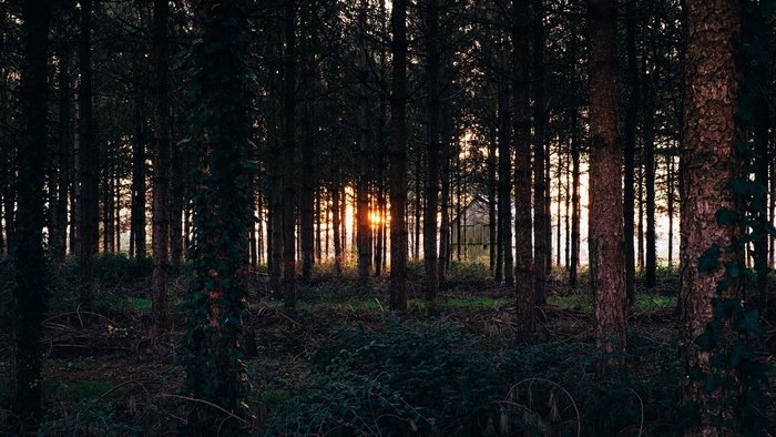 Sunset through a dense forest with a small building