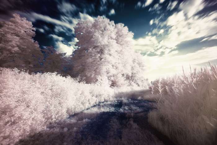 Surreal infrared landscape with trees and clouds