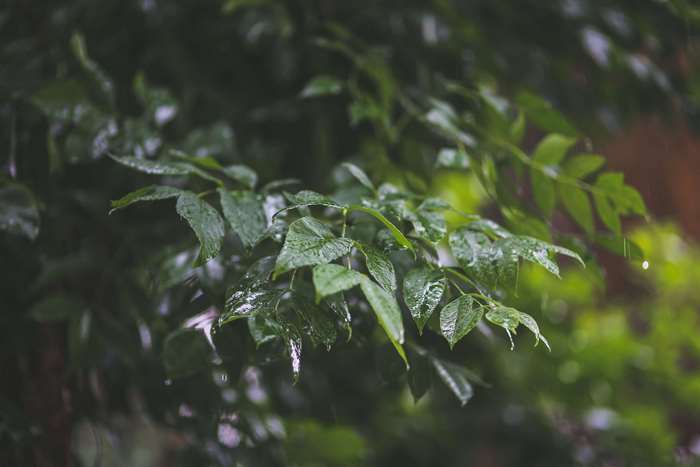 Green leaves with raindrops in 4K