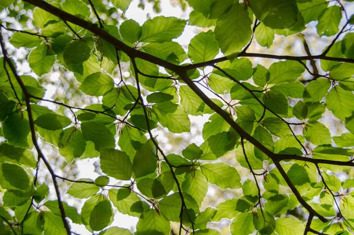 Green leaves on tree branches in sunlight 4K