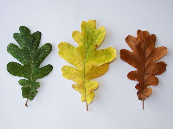 Three oak leaves in different colors