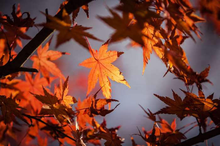 Autumn Maple Leaves on a Branch 4K