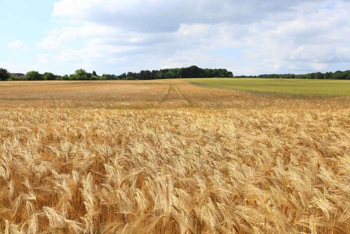 Barley field under a cloudy sky