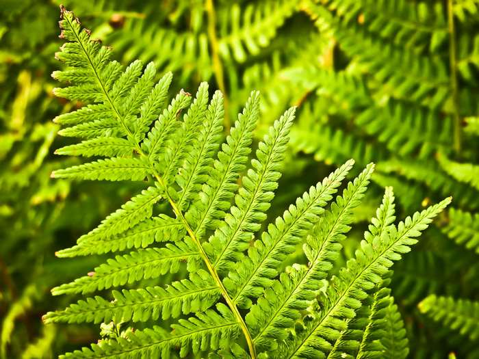 Close-up of a green fern leaf in a forest