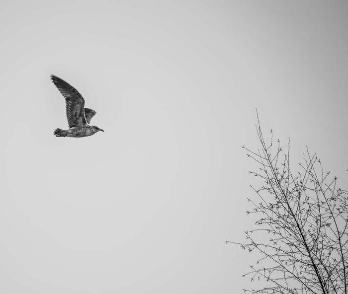 Seagull in flight near bare tree branches