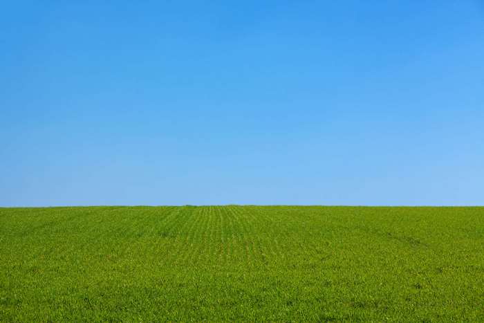 Green field under a clear blue sky