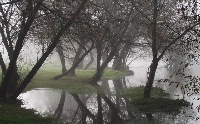 Misty forest with bare trees and a river