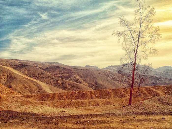 Barren desert landscape with a lone tree and mountains