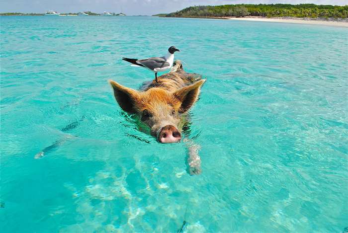 Pig and seagull swimming in clear turquoise ocean water