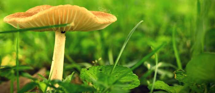 Mushroom in green grass