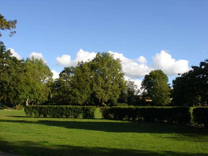 Green park with trees and blue sky