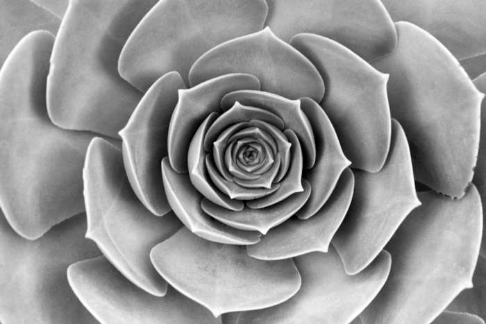 Close up of a symmetrical succulent plant